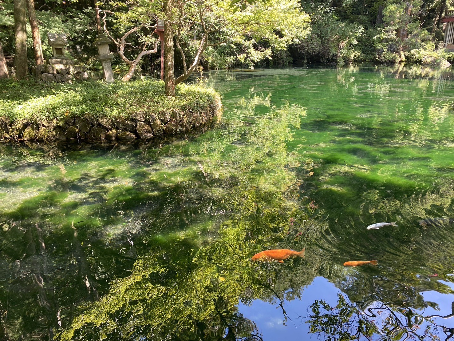 北関東のモネの池🐟✨『出流原弁天池』