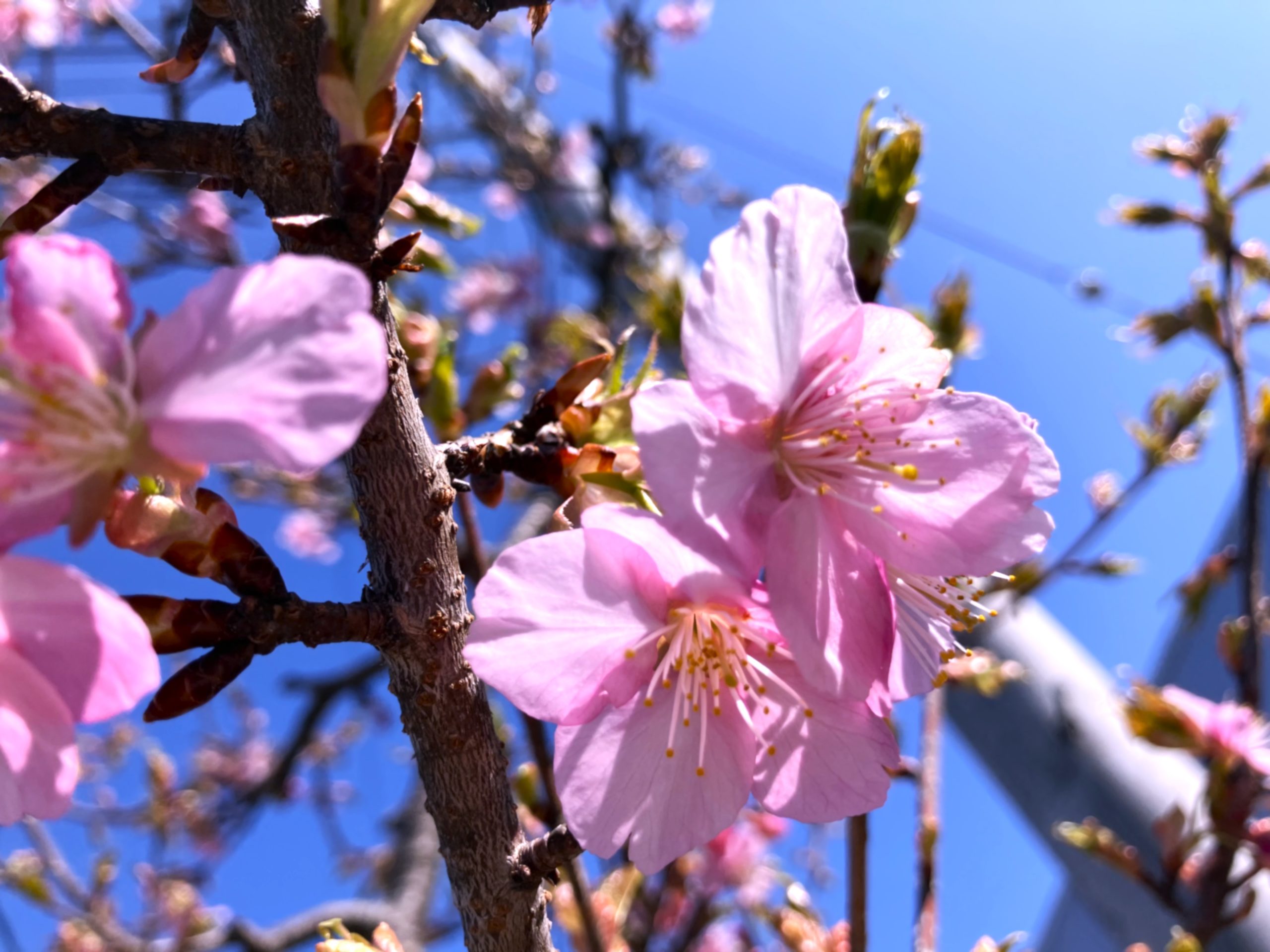 春を告げる、記念樹🌸と地域のお祭り⛩🦊